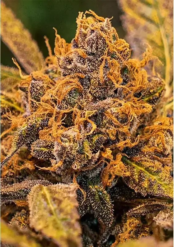 High Voltage