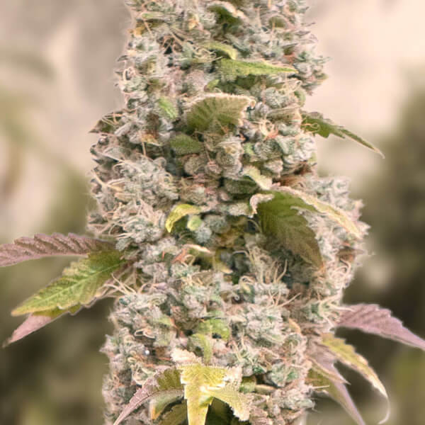 Gorilla Cookies Fast