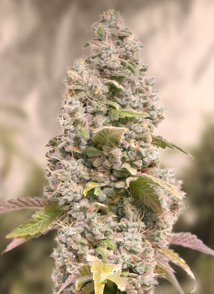 Gorilla Cookies