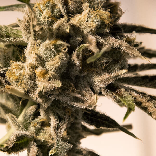 Cherry Pie Fast