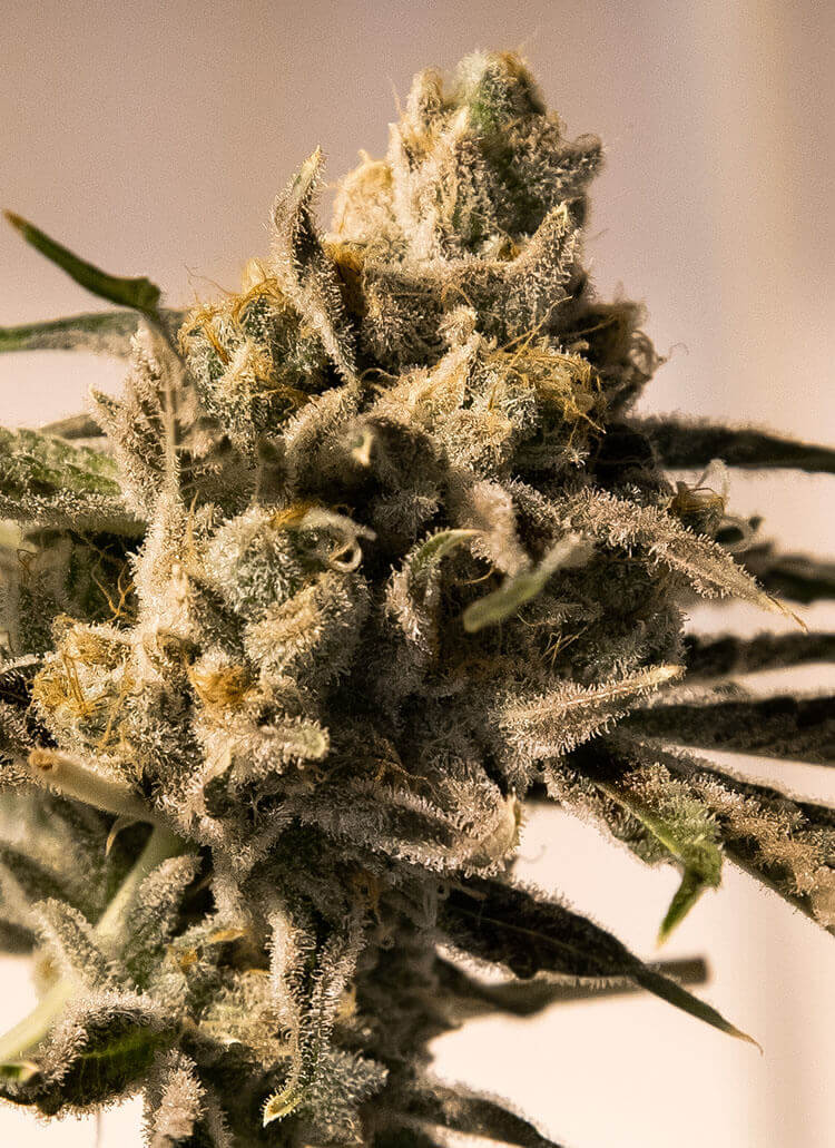 Cherry Pie