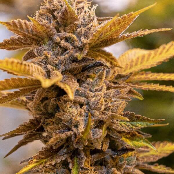 Alien Candy Kush Fast