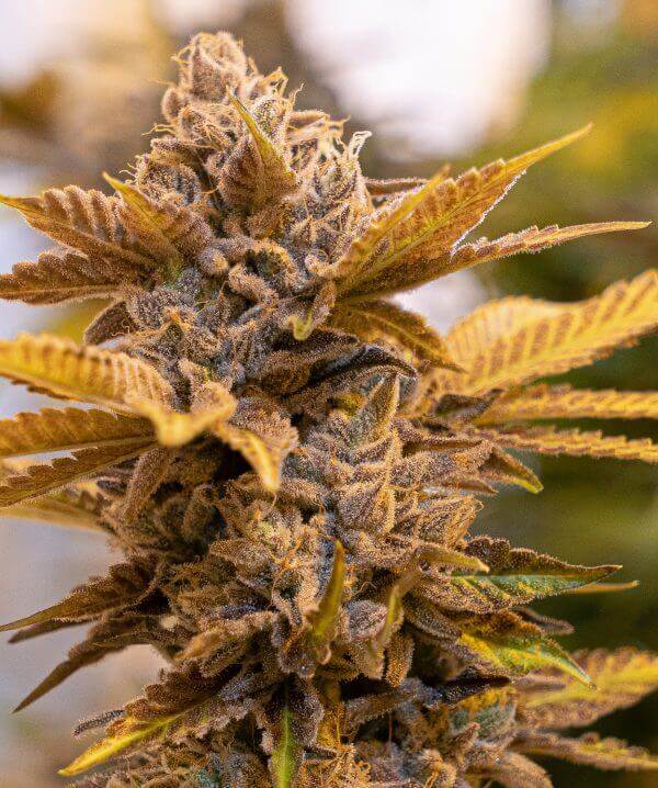 Alien Candy Kush