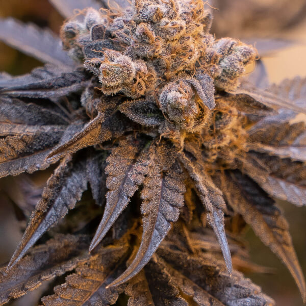 Purple Punch Auto HSB