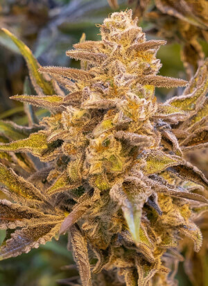 High Voltage Auto