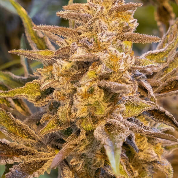 High Voltage Auto