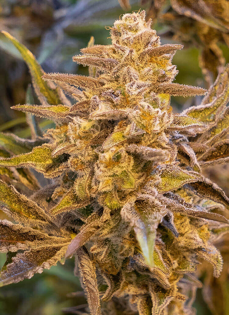 High Voltage Auto