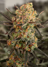 Gorilla Cookies Auto