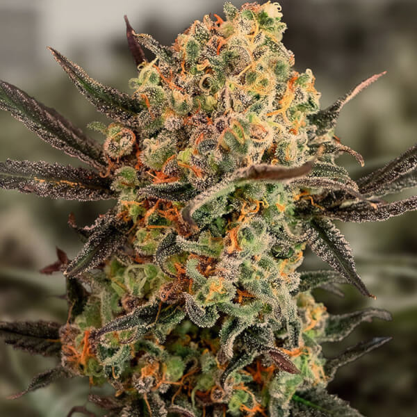 Gorilla Cookies Auto
