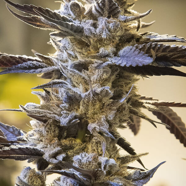 Ghost Train OG  Auto