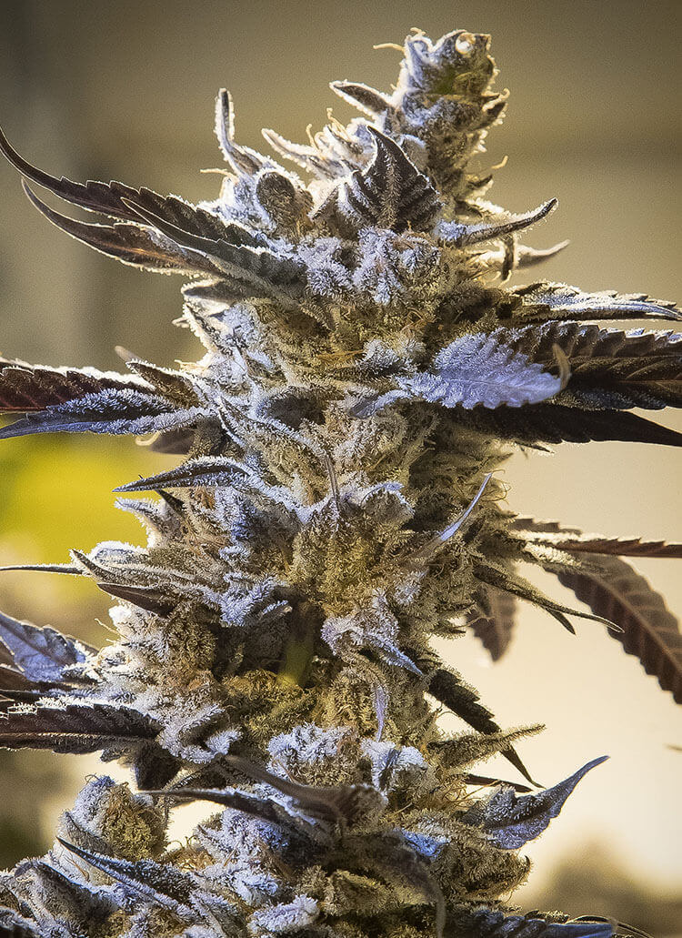 Ghost Train OG Auto