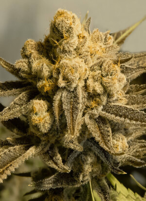 Critical Glue #4  Auto
