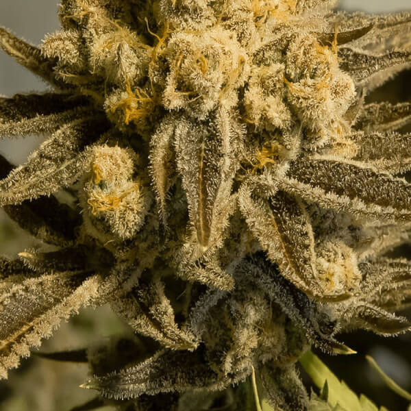 Critical Glue #4  Auto