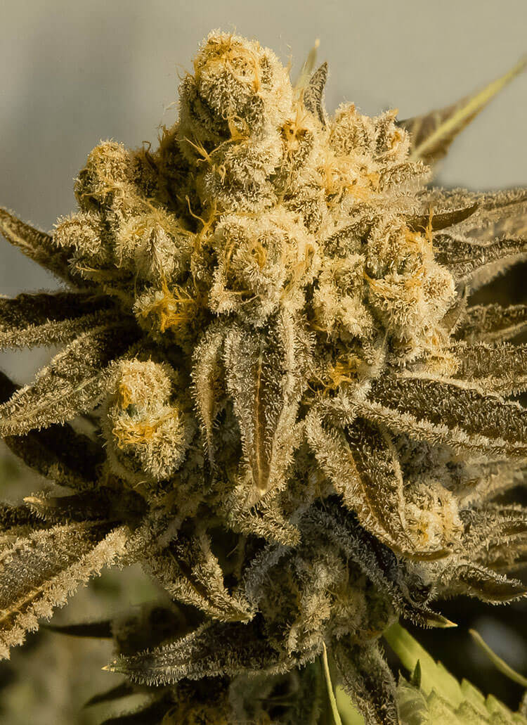 Critical Glue #4 Auto