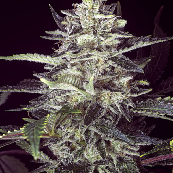 Brain Stroke Auto