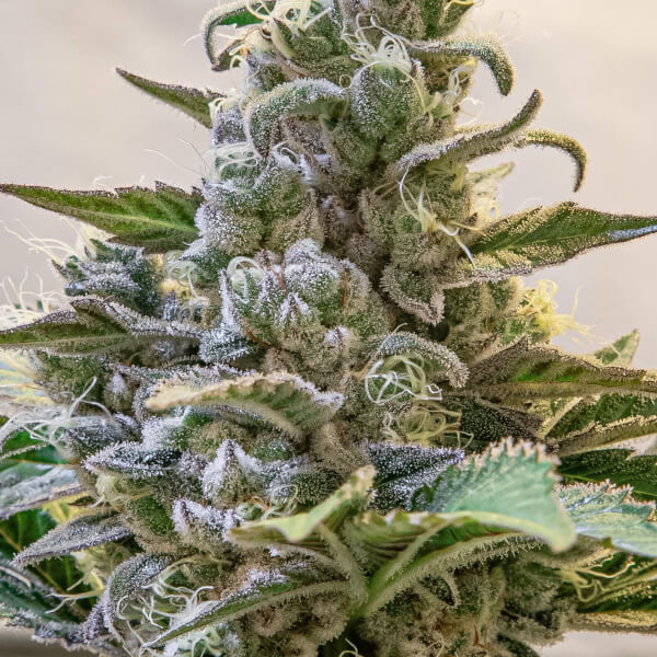 Lemon Cake Auto