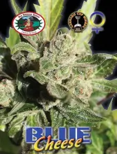 Blue Cheese