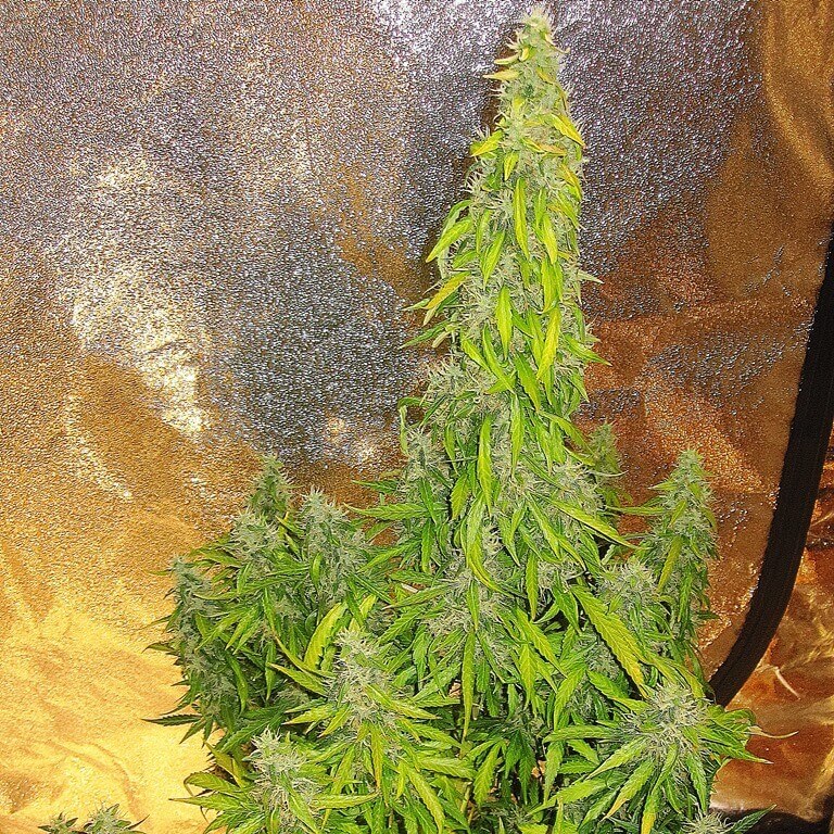 Rock Machine Auto