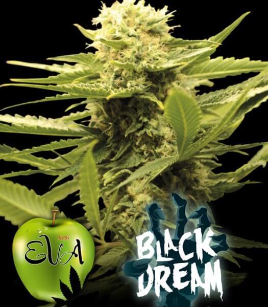 Black Dream