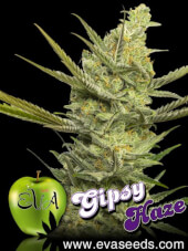 Gipsy Haze