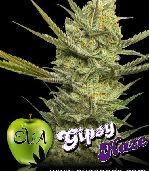 Gipsy Haze