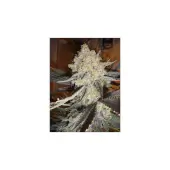 Jamaican Dream