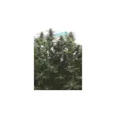 Jamaican Dream