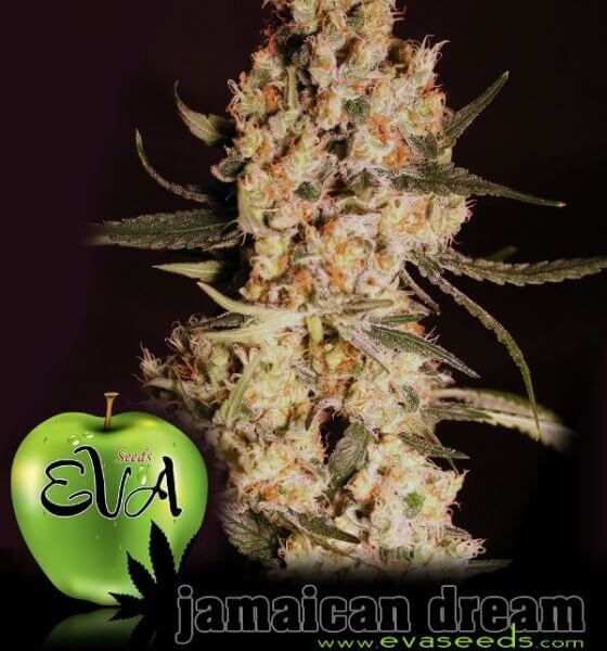 Jamaican Dream
