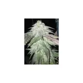 TNT Kush