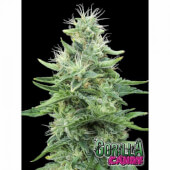 Gorilla Candy