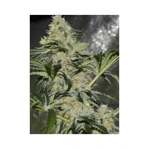 Gorilla Candy
