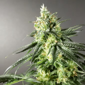 GMO x Larry OG