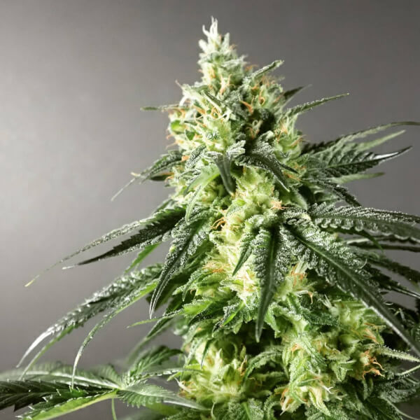 GMO x Larry OG