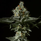 Grape Mints x Larry OG