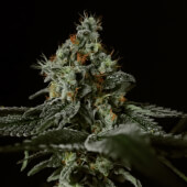 Grape Mints x Larry OG