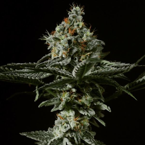 Grape Mints x Larry OG