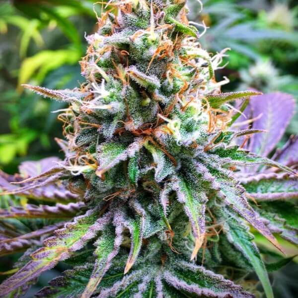  Strawnana x Larry OG