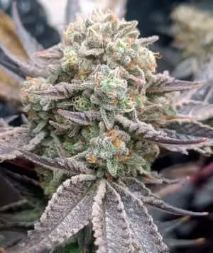 Cherry Mints x Purple Punch