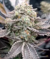 Cherry Mints x Purple Punch