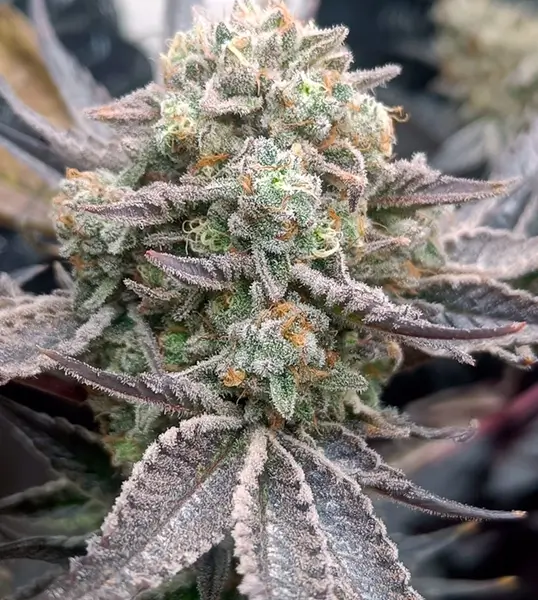 Cherry Mints x Purple Punch