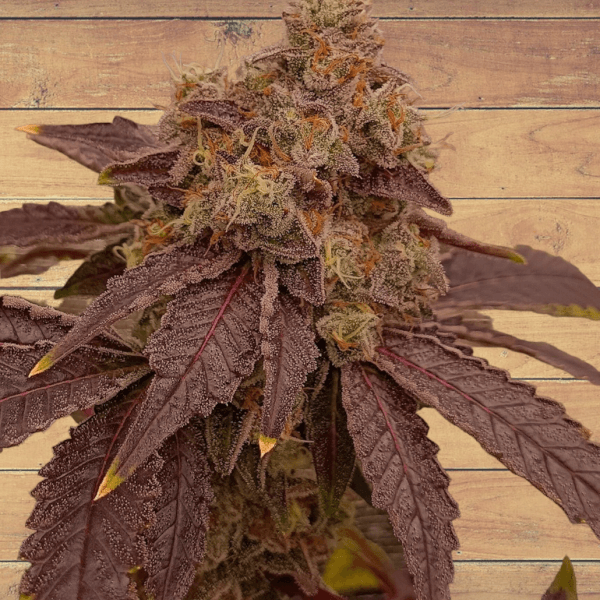 Orange Mac x Purple Punch