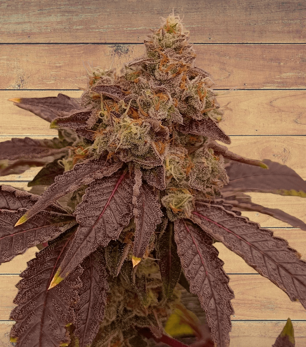 Orange Mac X Purple Punch