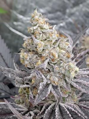Kush Mints x Purple Punch
