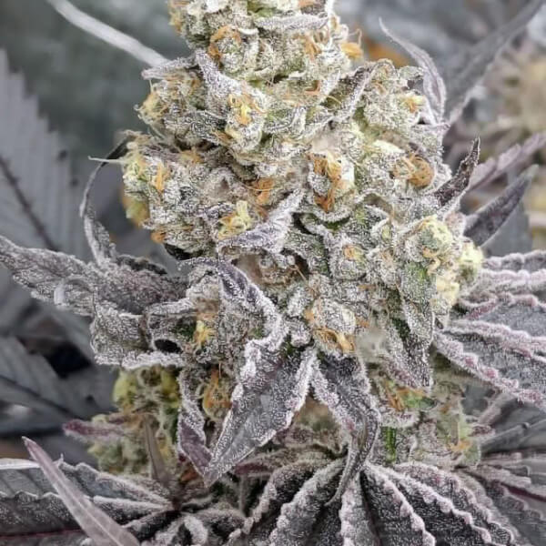Kush Mints x Purple Punch