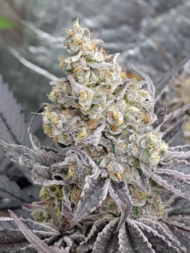 Kush Mints X Purple Punch