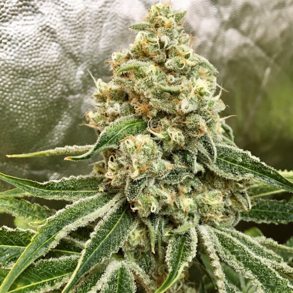 Strawnana x Purple Punch