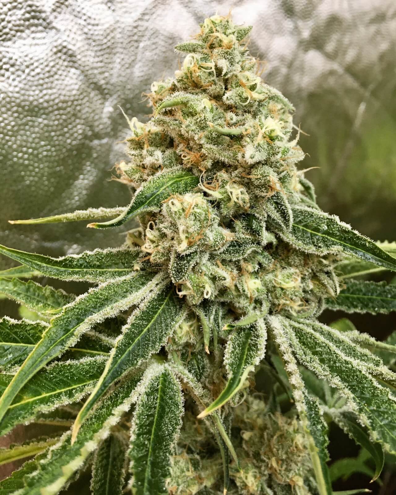 Strawnana X Purple Punch