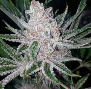Tropicana Cookies x Purple Punch
