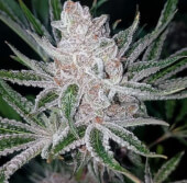 Tropicana Cookies x Purple Punch