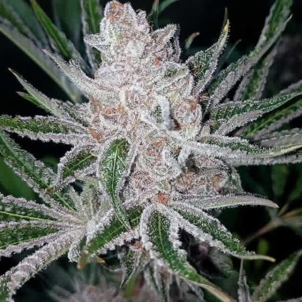 Tropicana Cookies x Purple Punch